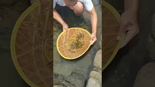 Easy Technique For Catching Fish Using A Straw Hat In The River