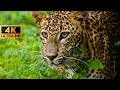 Leopard shiting | Ranthambhore National Park || Must watch 😯||
