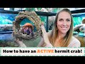 How to have an ACTIVE hermit crab! | By Crab Central Station