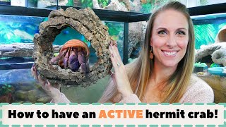 How to have an ACTIVE hermit crab! | By Crab Central Station by Crab Central Station 75,556 views 2 years ago 16 minutes
