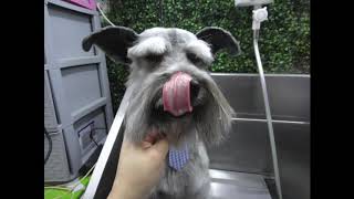 how to trim a schnauzer face. in detail