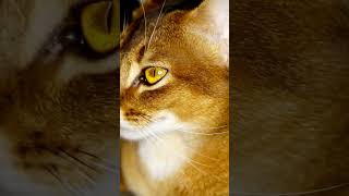 Abyssinian #1 smartest cat breed in the world #shorts #shortcatsvideos
