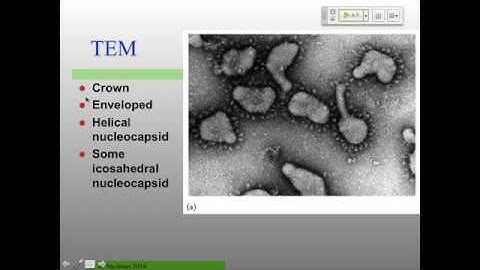 Vir_S15 Lecture12a Coronaviruses with updated audio