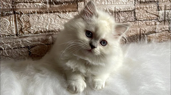 Video 2033461: british longhair cat, british longhair blue, british kitten, british blue point, cat born