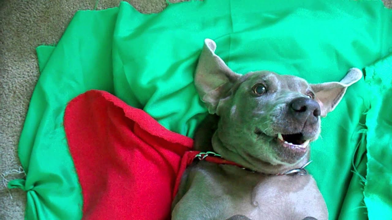 puppy farts stink puppy farts stink