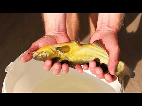 Video: Skirtumas Tarp žuvų Ir žinduolių