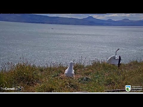 Royal Albatross ~ Albatross Crash Landing Shows RoyalCam Chick How NOT To Land!  SLOMO! 3.6.21