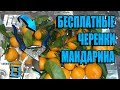 ГДЕ ВЗЯТЬ ЧЕРЕНКИ КУЛЬТУРНОГО МАНДАРИНА (ЦИТРУСОВЫХ) ДЛЯ ПРИВИВКИ? ПРИВИВКА ОКУЛИРОВКОЙ. ЦИТРУСОВЫЕ