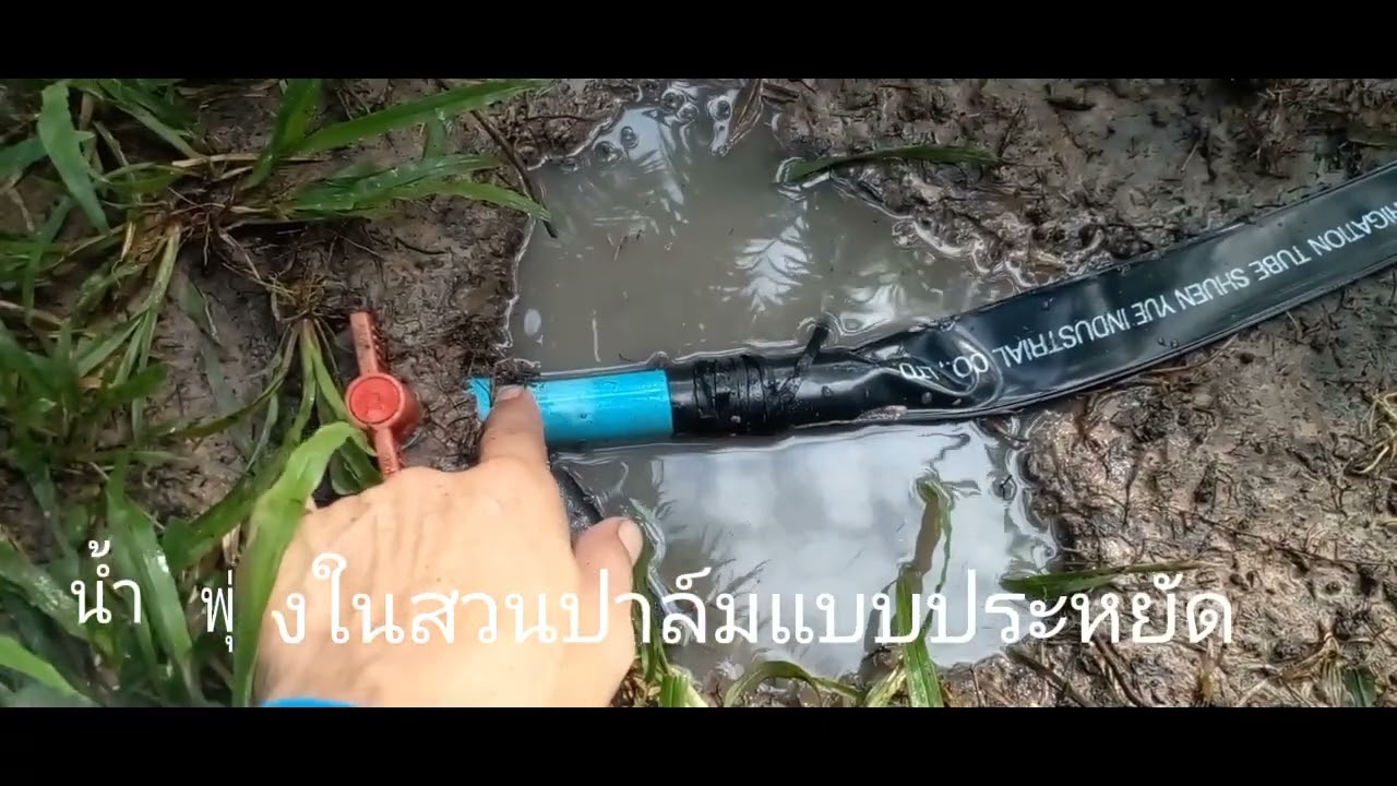ต่อระบบน้ำพุ่งในสวนปาล์ม