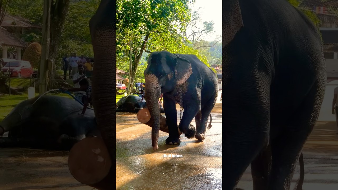 ලංකාවේ හොඳ විදියට නම ගිය කෙනෙක් නම් නෙවේ 😱❤️😏 #lifeoftusker #elephant #srilanka #animal #all