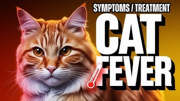 Cat Fever Symptoms, Treatment & Prevention Tips for Kitten Owners! 🐾