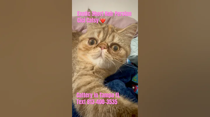 Video 8162211: cat kitty cutecat, kitty cat adorable, exotic kitty, eyes kitty, cat hair