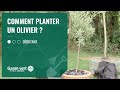 [TUTO] Comment planter un olivier ? - Jardinerie Gamm vert