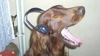 Funny Dogs Howling To Music Compilation || New