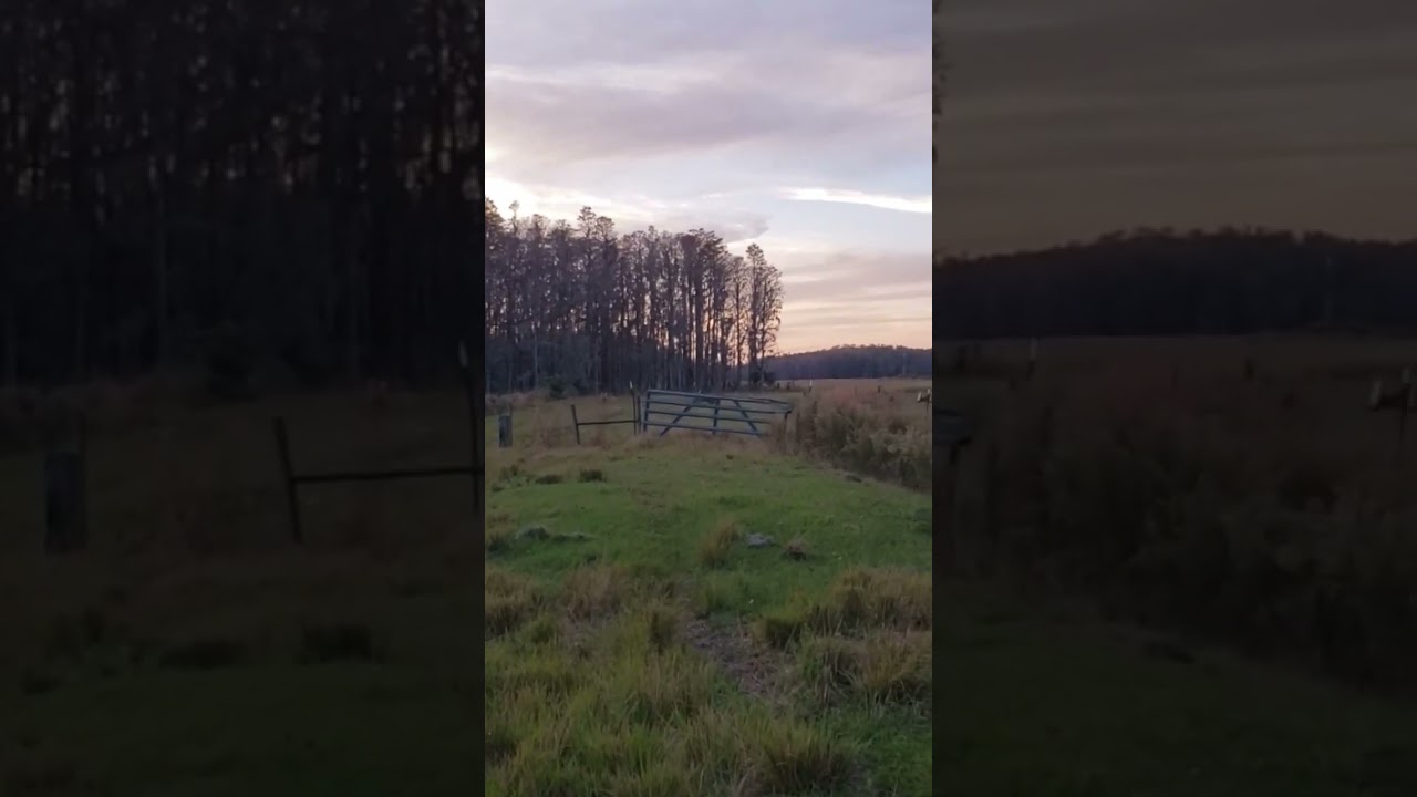 Family of Deer Jump over Barbed Wire Fence. 