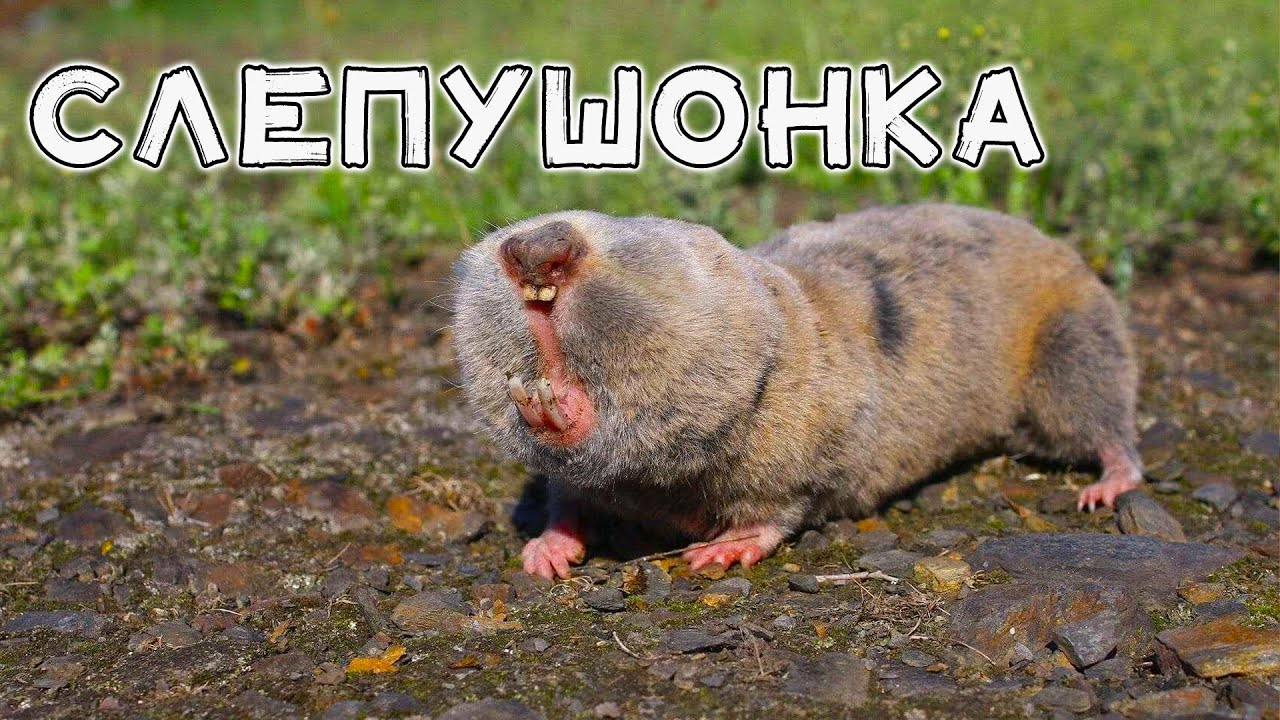 Слепушонка. Секреты подземного царства: где прячется слепушонка?