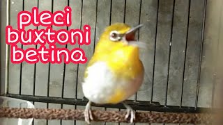 pleci betina || suara pleci buxtoni betina memanggil jantan