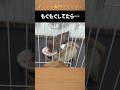 もぐもぐタイム ブリーダー直販 ミニチュアダックス子犬 子犬 もぐもぐタイム ブリーダー直販 ミニチュアダックス子犬 子犬