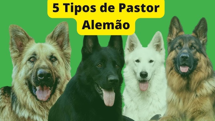 Eu sou um Pastor Alemão