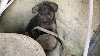 Rescue A Puppy Abandoned In The Rubble, Its Owner Abandoned It Without Caring About It | Pets Rescue