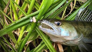 Рыбалка на Мормышинг в Июне. Резвые Окуни и агрессивный Судак на микрушинг. Ультралайт.