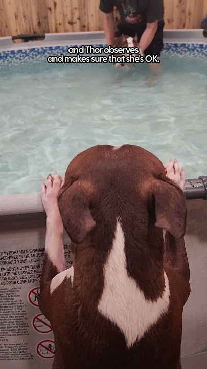Dog Teaches His Little Sister How To Swim  | The Dodo  #dog #dodoanimals