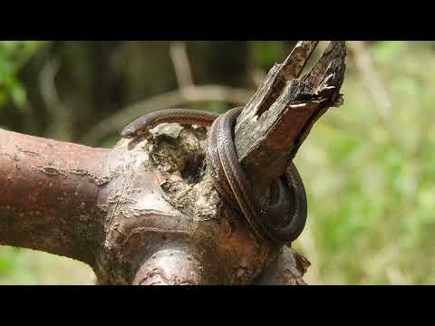 10 Animales con