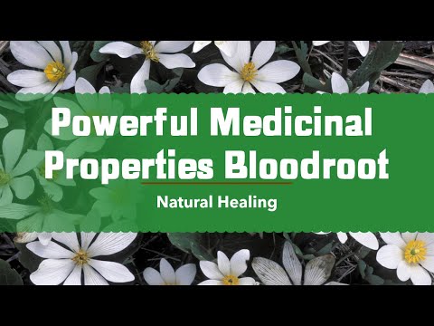 Powerful Medicinal Of Properties Bloodroot
