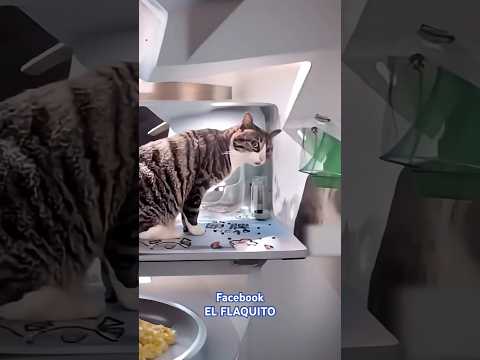 Ye Badbu Kaha Se Aa Rahi Hai Shorts Funny Cat Dog 