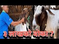 तीन लाखको बोका || Goat farming in Nepal || Boer Goat farming in Bardiya || Sk Media