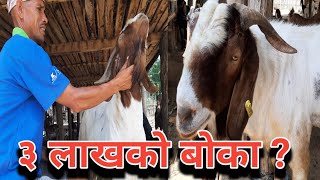 तीन लाखको बोका || Goat farming in Nepal || Boer Goat farming in Bardiya || Sk Media