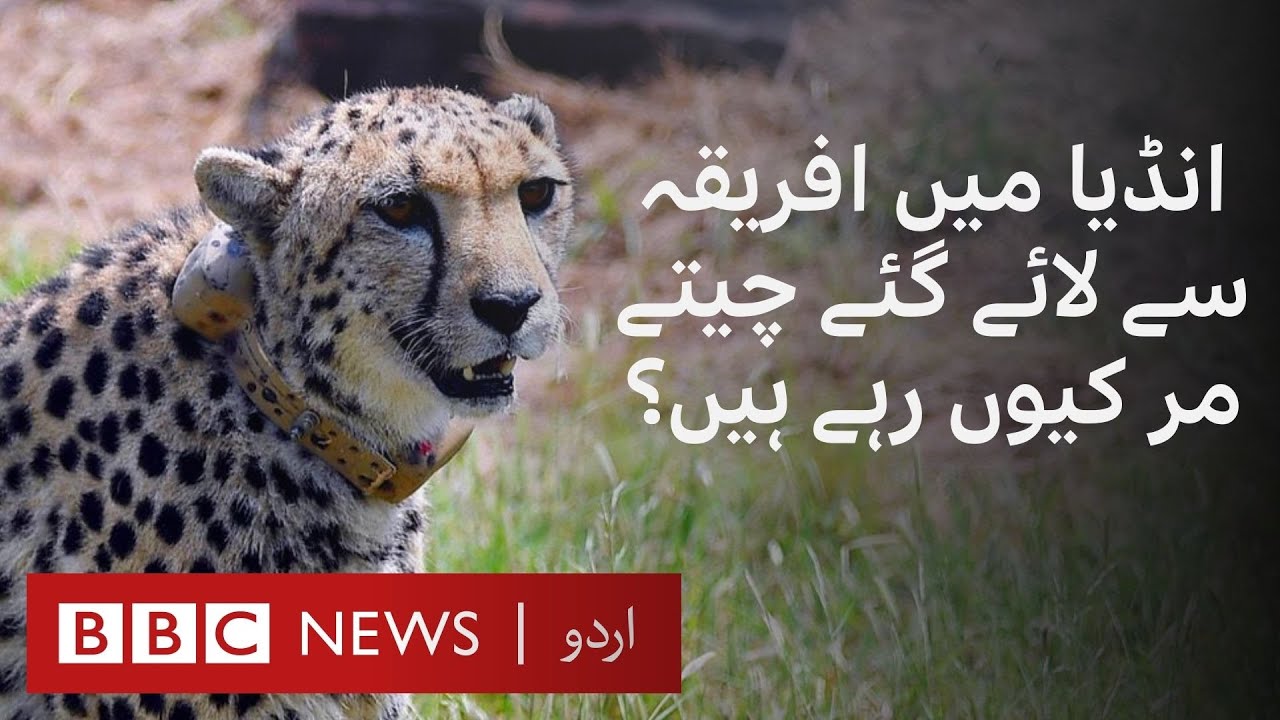 Why are cheetahs brought to India from Africa dying? - BBC URDU - YouTube
