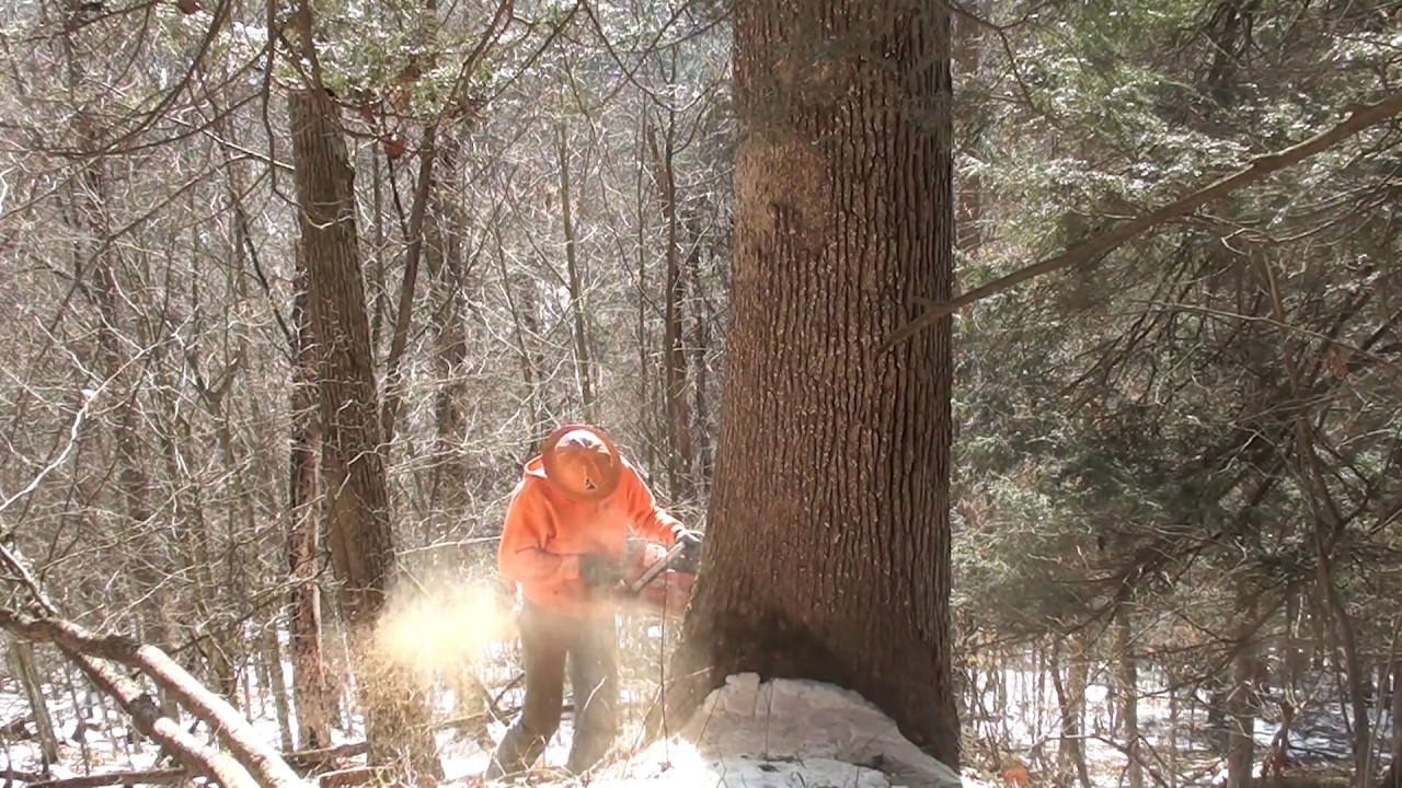 Cutting a large white oak - YouTube