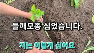 들깨모종 심었습니다.#들깨 #들깨심는방법 #들깨모종