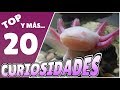 TOP 20 CURIOSIDADES - El ajolote (Axolote Mexicano)