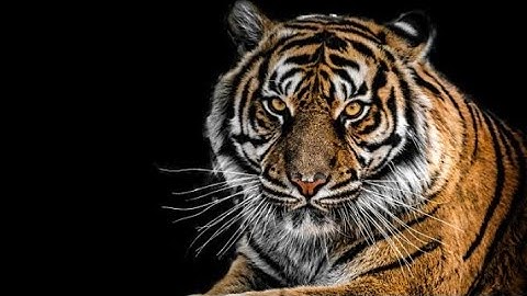 Animal ka jadu dekho    WILD SERENGETI |Battle for Survival inPredator Territory | Animal documentar