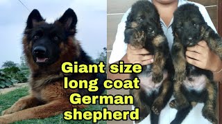 Giant size long hair | German shepherd |puppy in India??