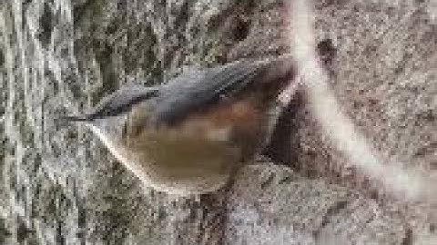 European NUTHATCH Singing & Warbling - Sitta europaea song.
