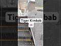 Tiger Kimbab Gangnam 🇰🇷