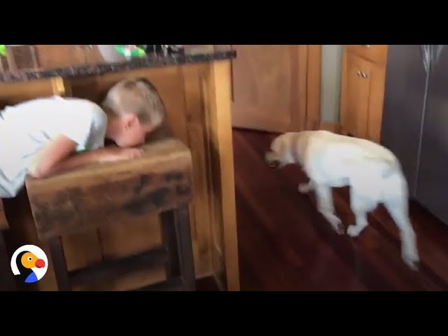 Smart Dog Plays Hide and Seek With Human Brother | The Dodo