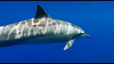 [VTVLIFE - THẾ GIỚI ĐỘNG VẬT] - CÁ HEO