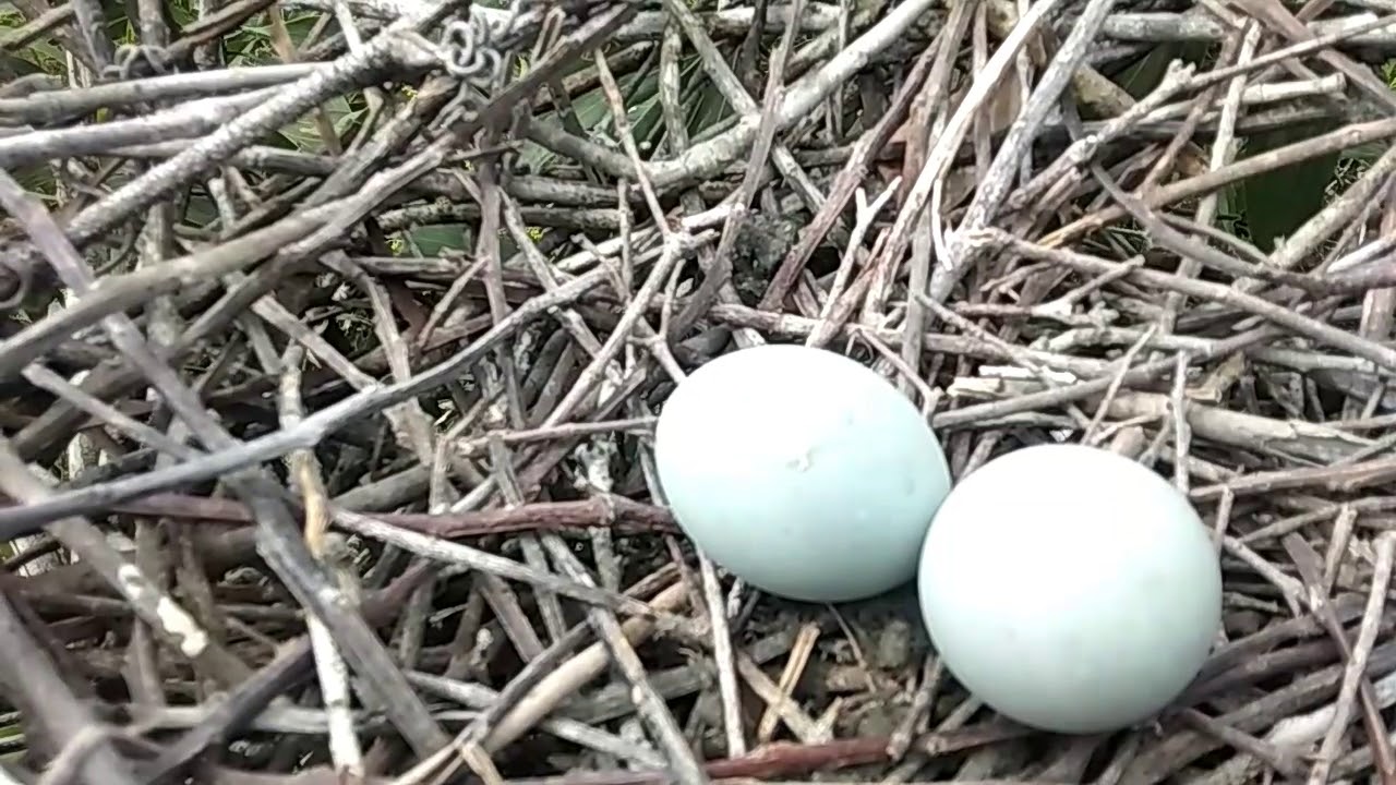 Sarang burung bangau hitam di tengah rawa-rawa penuh misteri!!! Part 2