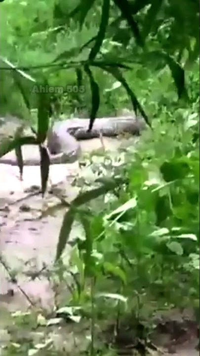 Bertemu ular PYTHON RAKSASA di rawa dalam hutan kalimantan