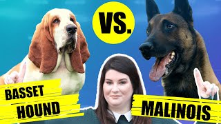 BASSET HOUND VS BELGIAN MALINOIS