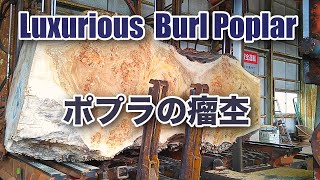 【製材】ゴージャスポプラ・瘤杢・Luxurious Burl Poplar