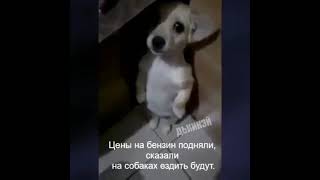 Вот же сцуки до чего пёсика довели!