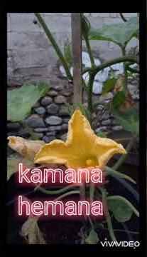 Kamana cintana status wa