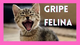 Diagnóstico y Tratamiento de la Gripe Felina #gatos #veterinaria