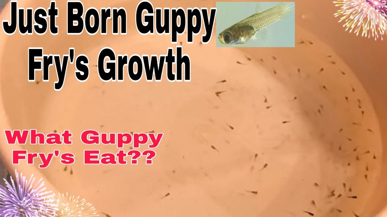 Guppy Fry's Growth|Just born Guppy Fry's|What Fry's eat?|Fish food