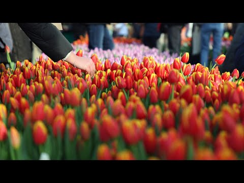 Amsterdam celebrates National Tulip Day | AFP